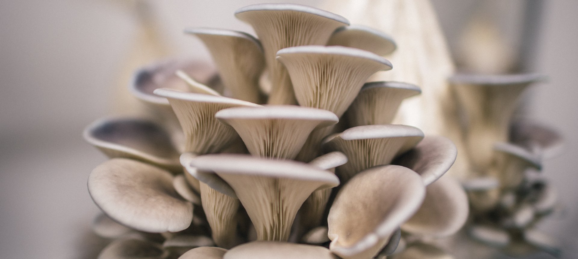 Mushroom Cultivation by Students